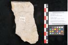 Foto (Objekt + Etikett) von Glyptostrobus europaeus Brongniart (NHMW-GEO-2024-0188-6765)